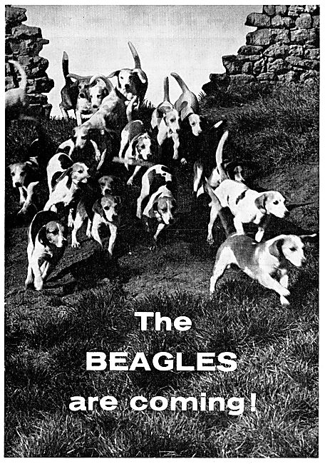 The Beagles Are Coming!                                          