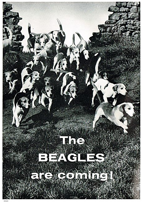 The Beagles Are Coming!                                          