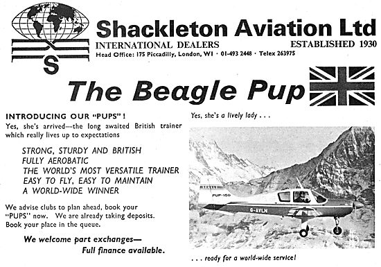 Beagle Pup                                                       